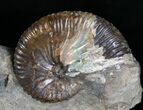 Hoploscaphities Comprimus Ammonite Double #6130-3